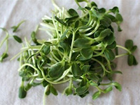 sunflower_sprouts